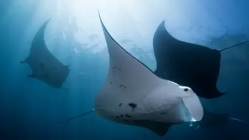 manta point