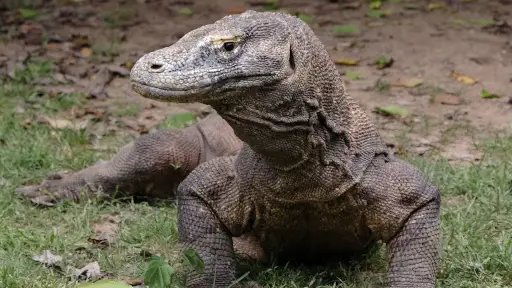 pulau-komodo